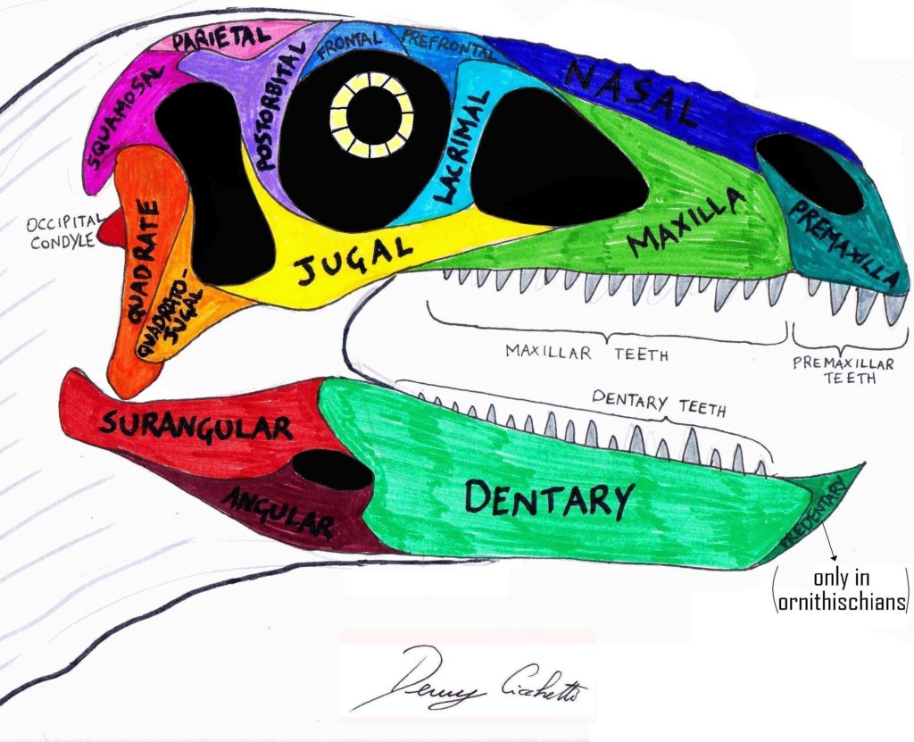 dinosaur with skull cap